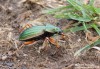 střevlík zlatý (Brouci), Carabus auratus, Carabidae, Carabinae (Coleoptera)